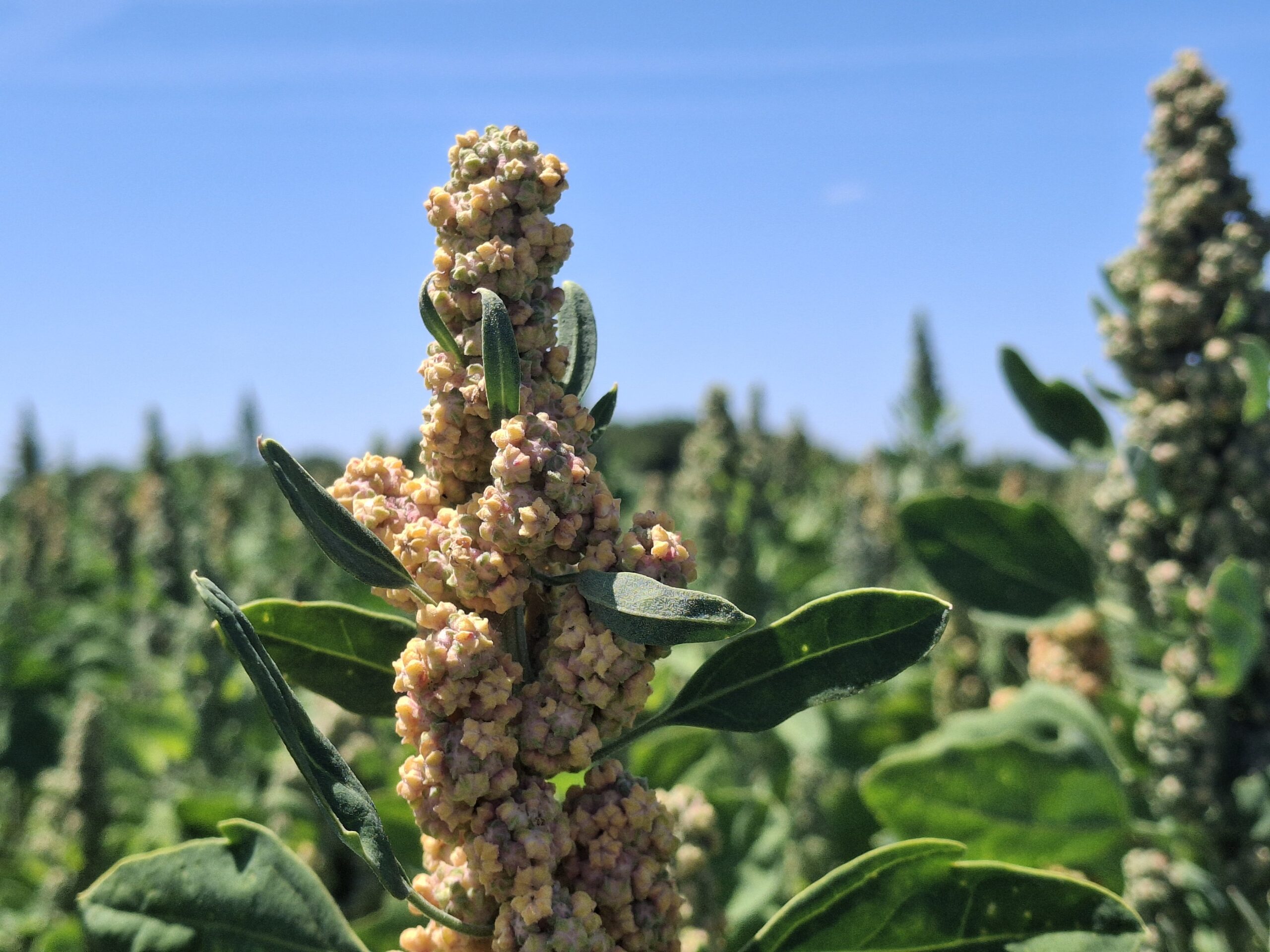 champ quinoa d'Anjou